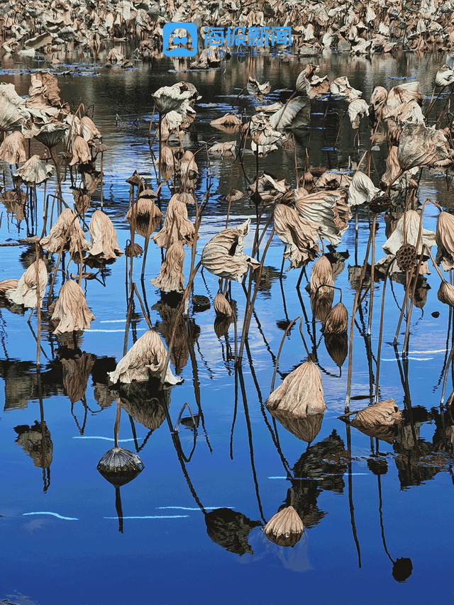 动图海报丨那就好好告别吧，在潍坊最后的秋景里！