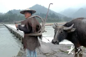 最忆是乡间｜耕牛图片