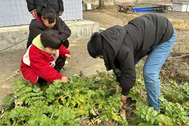 石门特殊教育学校：拔萝卜 分享劳动之乐！图片