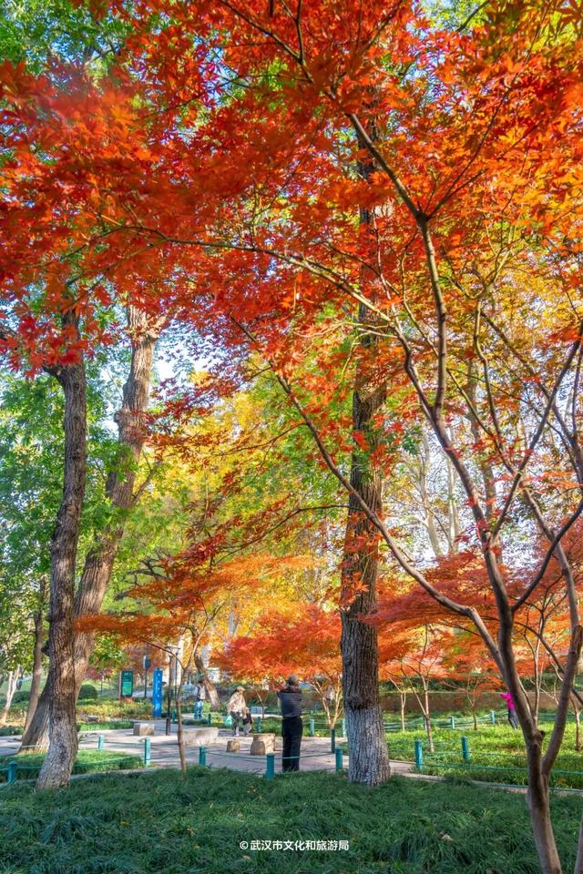 最新发现！2公里“金色隧道”，武汉人私藏了60年！