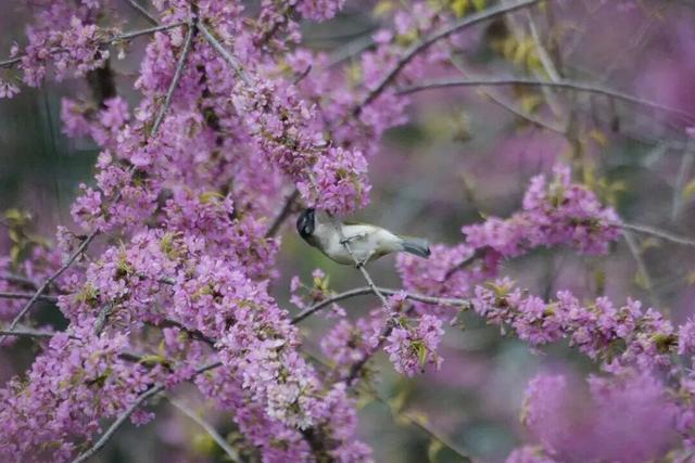已开！成都怎么提前过上“春天”了