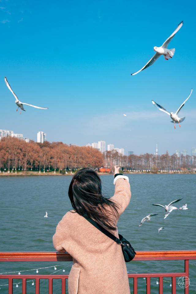 来东湖追鸥，这份私藏待办清单，请收好！