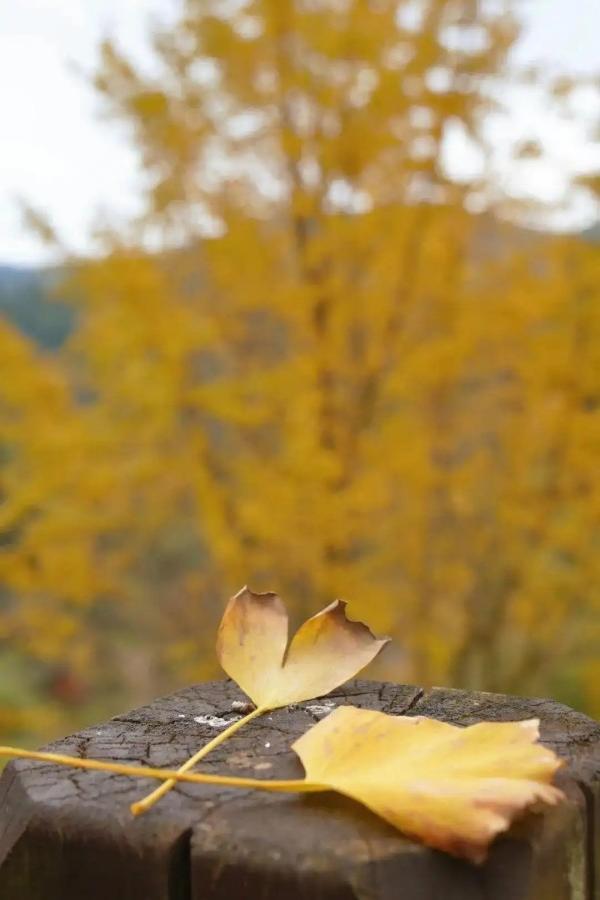 醉美秋色！福州鼓岭迎来“颜值巅峰”期！