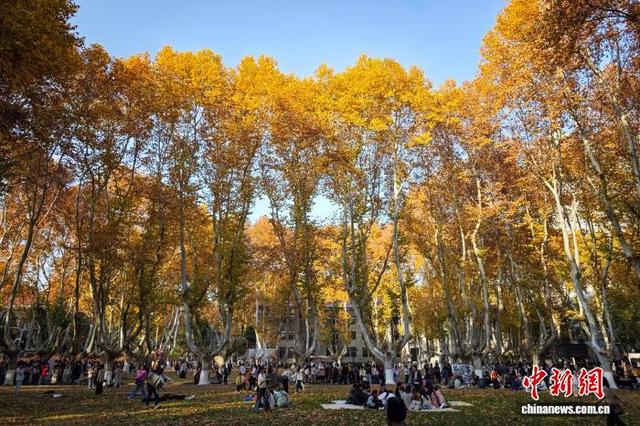 东南大学最美200米落叶景观华丽“上线”