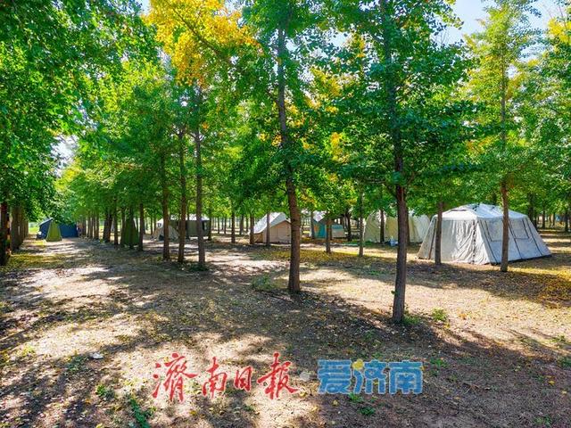 秋日限定！市民扎堆黄河银杏林，野炊成周末休闲新时尚