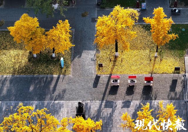 一眼千年别错过，南京朝天宫古银杏身披“黄金甲”