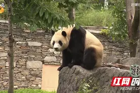 福到福到！《福宝见面会》大熊猫“福宝”正式与公众见面图片