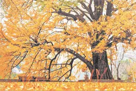 最古老银杏树龄3000年！安陆古银杏及群落入选全国“双百”古树图片