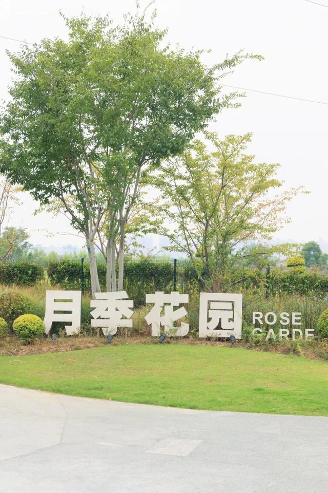 国庆花事指南：赴一场与向日葵、月季和粉黛的秋日花约
