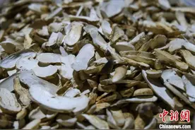 西藏林芝工布江达县：小松茸撑起农牧民致富伞图片