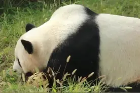 秦岭大熊猫研究中心大熊猫圈养种群数量达49只图片