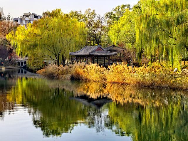 芦苇黄，河水碧，邂逅北京南长河畔的初冬