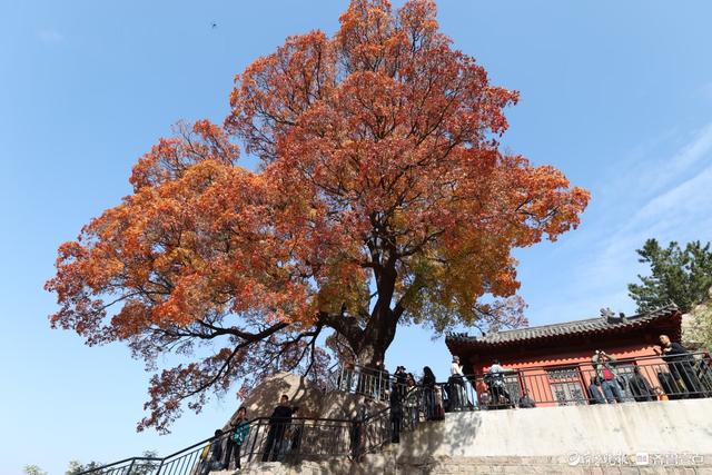 崂山神清宫遗址的五角枫
