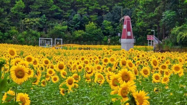 双牌：初秋花海醉游人四季观景绘就全域旅游新图景