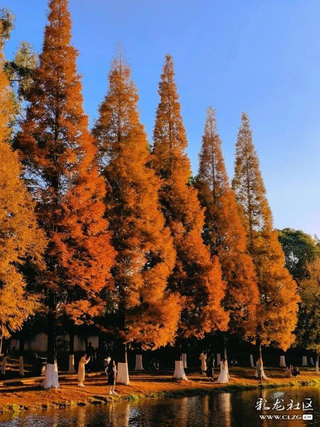超绝出片攻略！滇池畔的秋天，把“童话”搬进了现实！这一波必须冲~