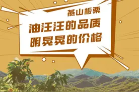 燕山板栗：油汪汪的品质，明晃晃的价格图片