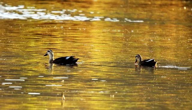 初冬的普者黑，把水墨“划”进现实