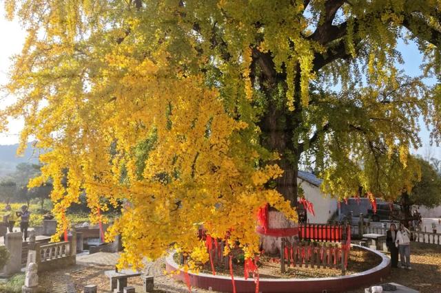 巢湖这里，即将美成巅峰！（附实拍图）