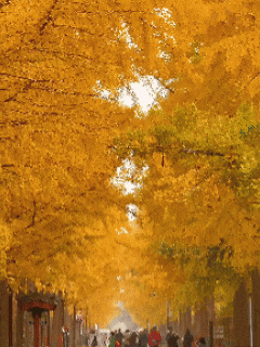 “银杏伞”火出圈！网友：不建议推广，因为我没有