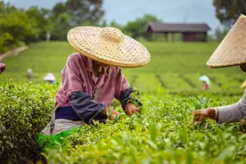 明前茶虽好，喝不对也伤身！医生教你如何正确喝茶图片