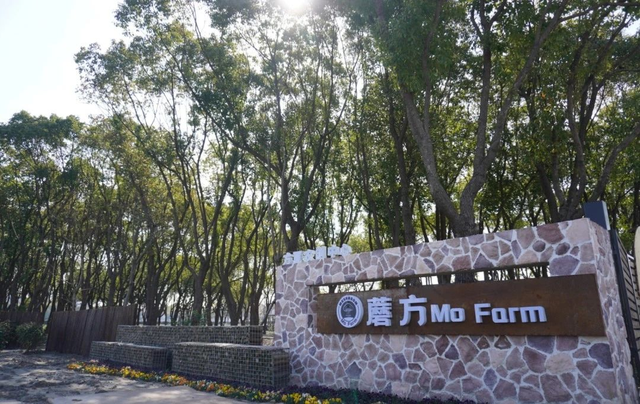 让烟花替我给你说“新年快乐”（附观赏入口）