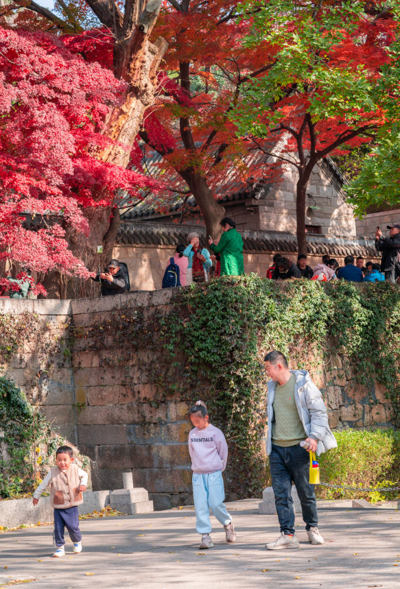 限时仙境！崂山巨峰雾凇进入最佳观赏期，打卡攻略速看