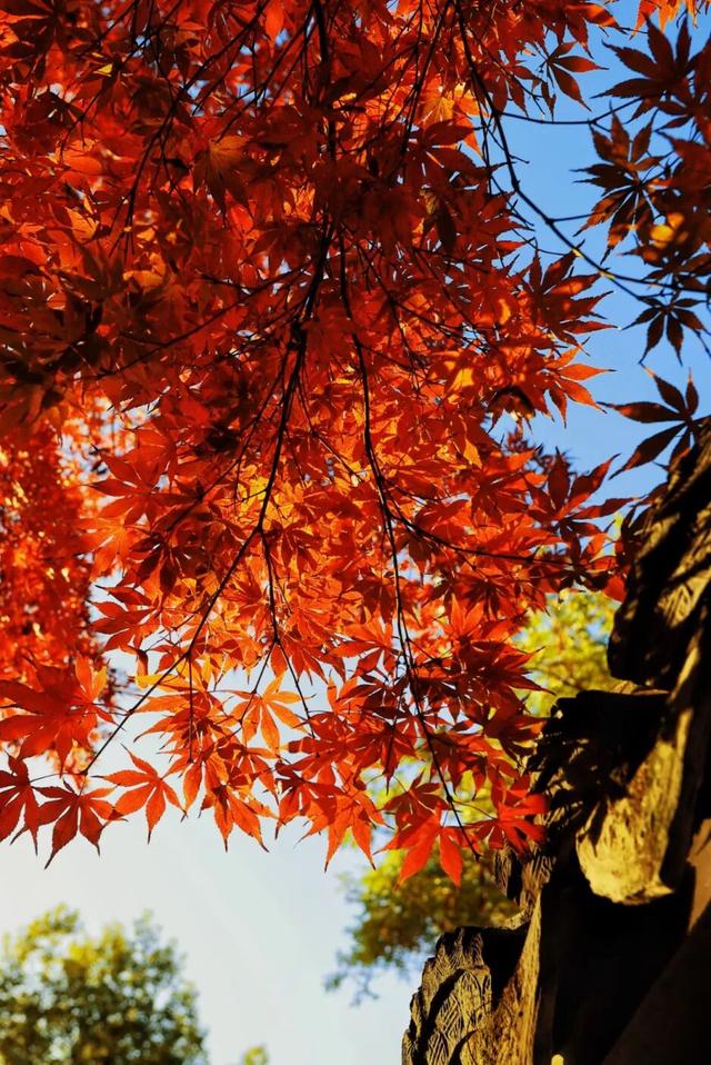 松江秋景开挂！5个宝藏地的红黄皮肤，限时上线！