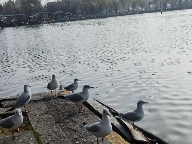 “白色精灵”如期而至！昆明大观公园上演冬日灵动乐章