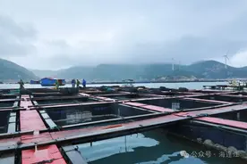 鲜！弹！脆！福州人有口福了，正大量上市！图片