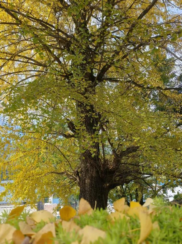 金色盛装！永新黄竹岭古银杏迎来“高光时刻”