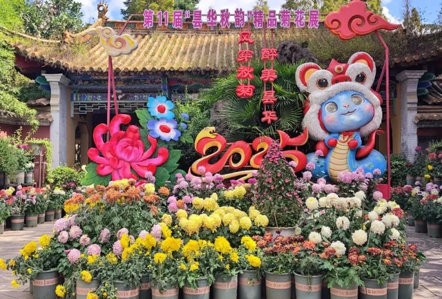 “含秋量”爆棚！快来昙华寺赏菊