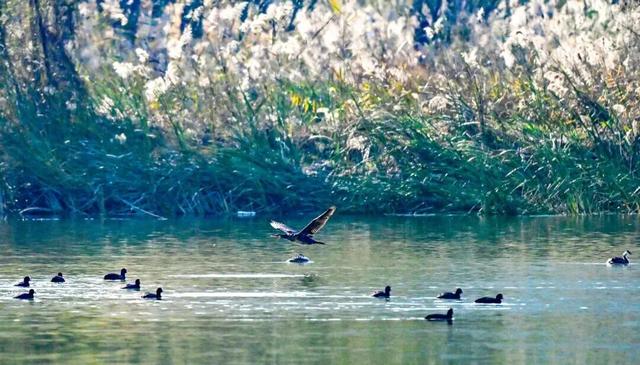 秋景大片都没看，洛阳的秋天，这就结束了？