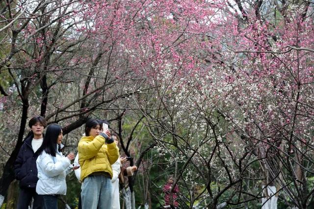相山公园，花开成海！