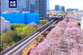 北京泡桐绽放惹人醉 创意市集引游客体验打卡图片