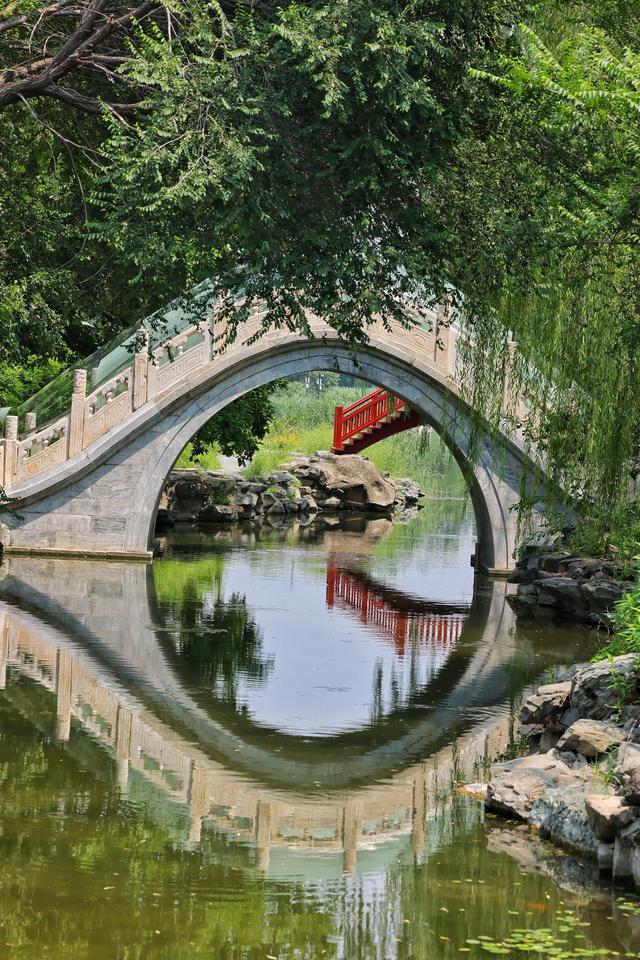 大暑时节圆明园荷花盛放 蜻蜓水鸟共绘“清凉图卷”