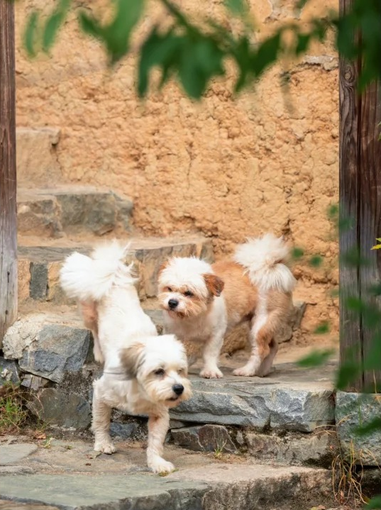 追柿归来！屏南3个古村落亲测好拍好玩好美！建议两天一夜游