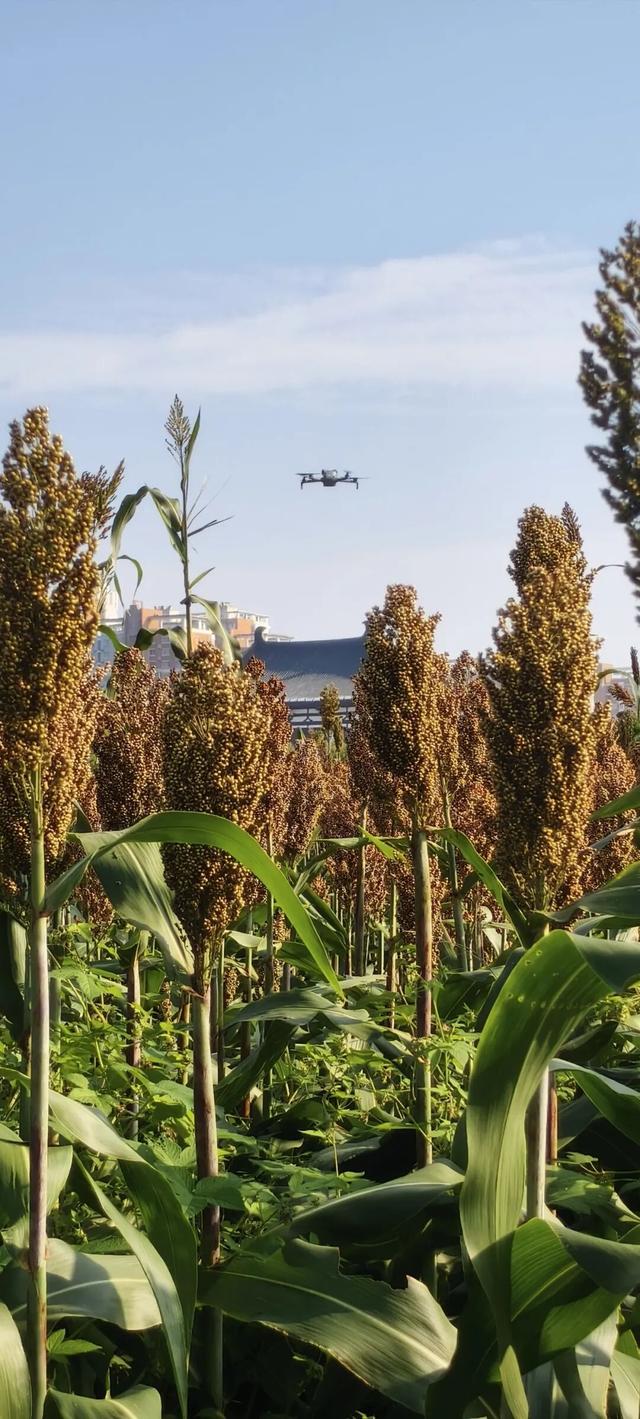 定鼎门旁这片高粱红，已经藏不住古都的秋意了