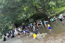 火出圈！小朋友们快来白云山桃花涧戏水捉鱼图片