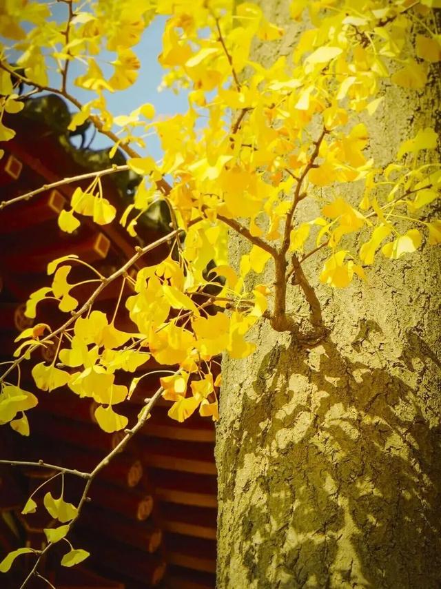 曲江银杏观赏季丨漫步金色世界，享受秋日时光