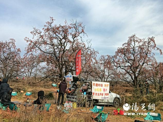 免费采摘引客来！咸阳彬州罗店村柿子红透啦