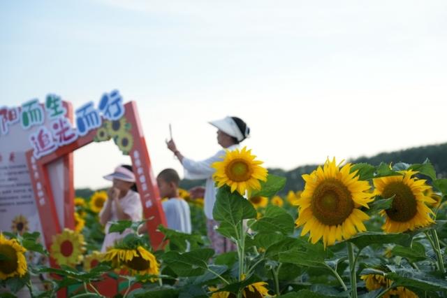 向日葵：我想开了！这个夏天来灵台见一面吧