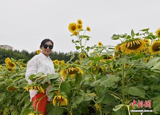 吉林长春：向日葵盛开吸引游客