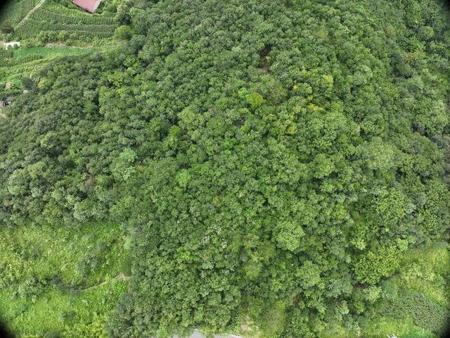 保康县：绿遍山原 林翠满川