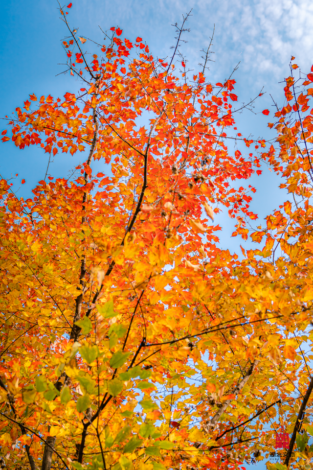 寒潮倒计时！再不来就迟了