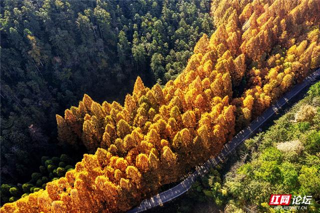 【每日一图@湖南】刷屏预警！靖州排牙山千亩水杉林绝美上线