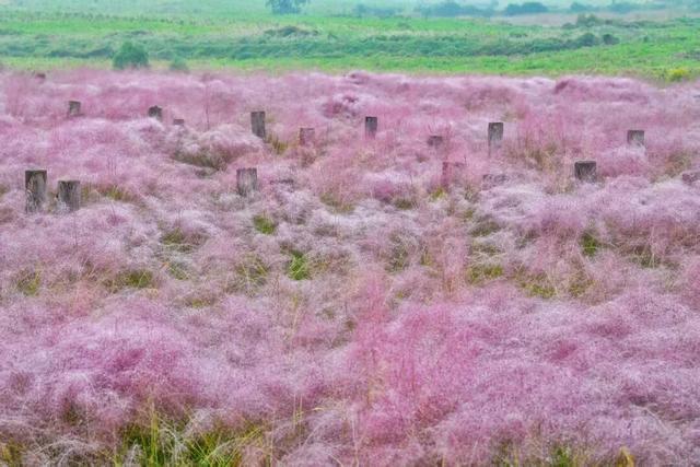 超绝氛围感！蜀山花海实力圈「粉」！