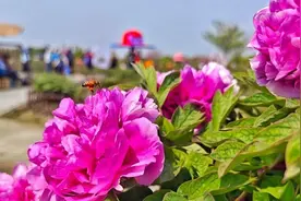 魔都的国风秘境：8万余株牡丹将次第盛放图片