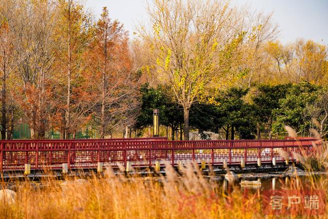 印象港区｜满目金黄，是秋写给冬的告白
