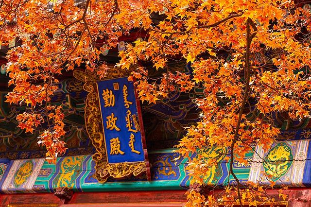 全国红叶上线中