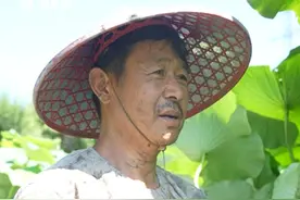 大运河畔摸藕人：顶着烈日劳作，早晚一身泥，为生计也为夏日餐桌图片